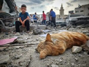 O menino palestino olha, desolado, para seu gatinho morto pelas bombas de Israel. The palestinian kid is devastated looking at his kitty who was killed by the israely bombs.