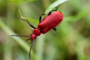 secretada pelo inseto Kerria lacca, inseto vermelho encontrado nas florestas da Índia e Tailândia