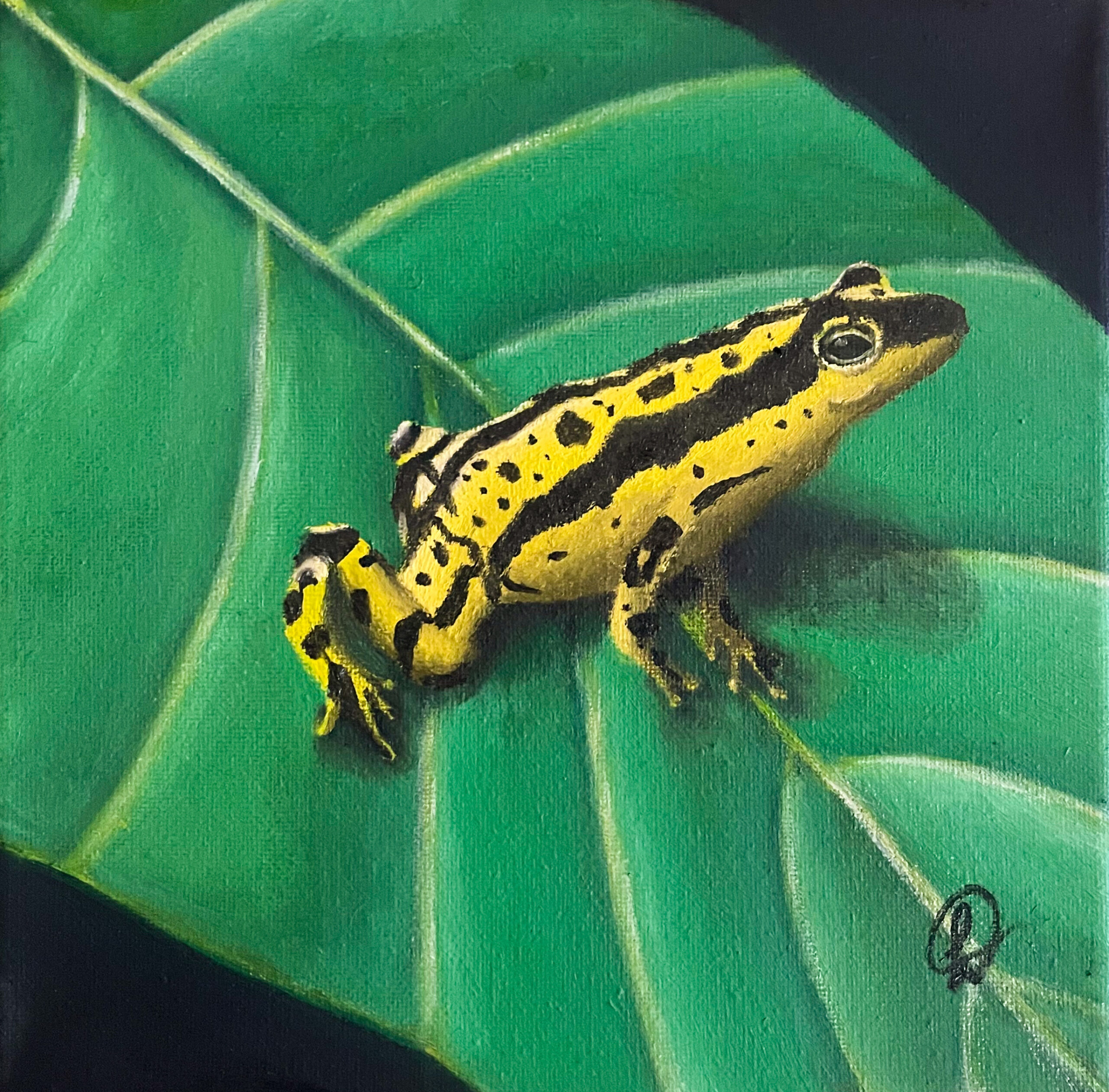 Português: Sapo amarelo com listras e manchas pretas no corpo em cima de uma folha English: Yellow frog with black stripes and spots on a leaf