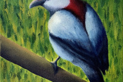 Soldadinho-do-Araripe