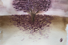 Ipê Roxo