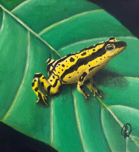 Português: Sapo amarelo com listras e manchas pretas no corpo em cima de uma folha English: Yellow frog with black stripes and spots on a leaf